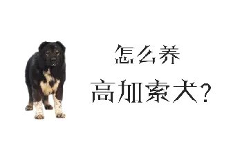 怎么养高加索犬