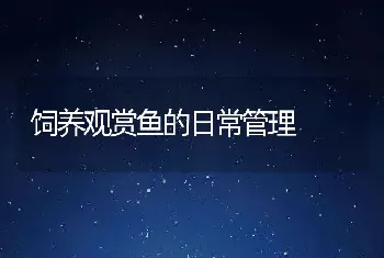 饲养观赏鱼的日常管理