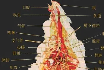 鸡的生理解剖图