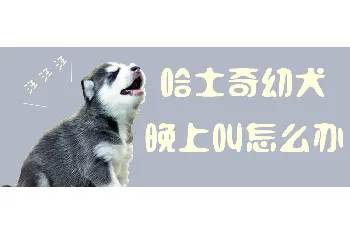 哈士奇幼犬晚上叫怎么办