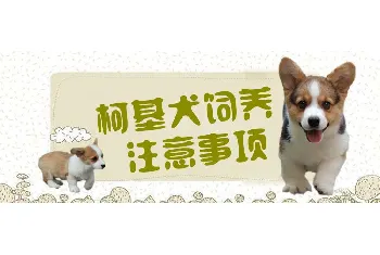 柯基犬饲养注意事项