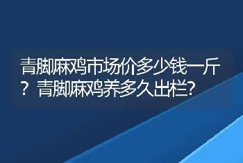 青脚麻鸡市场价多少钱一斤？青脚麻鸡养多久出栏？