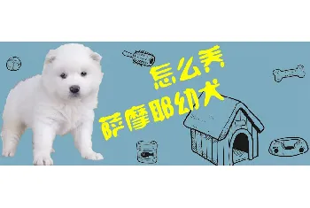 怎么养萨摩耶幼犬