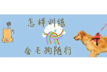 金毛犬怎么训练随行