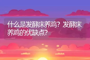 什么是发酵床养鸡？发酵床养鸡的优缺点？