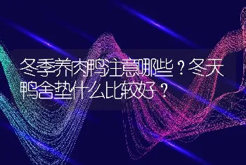 冬季养肉鸭注意哪些？冬天鸭舍垫什么比较好？