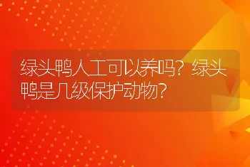 绿头鸭人工可以养吗？绿头鸭是几级保护动物？