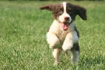 英国史宾格犬的美容及卫生怎么做