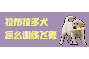 拉布拉多犬怎么训练飞碟