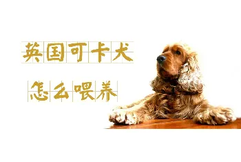 英国可卡犬怎么喂养