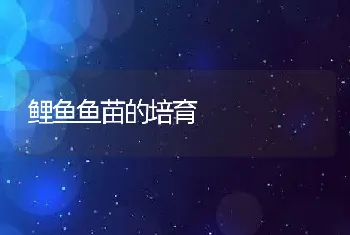 鲤鱼鱼苗的培育