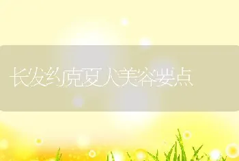 长发约克夏犬美容要点