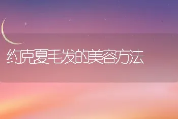 约克夏毛发的美容方法