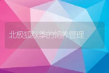 北极狐秋季的饲养管理