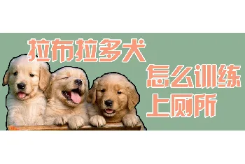 拉布拉多犬怎么训练上厕所