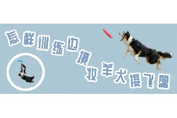 怎样训练边境牧羊犬接飞盘