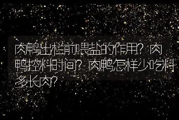 肉鸭出栏前喂盐的作用？肉鸭控料时间？肉鸭怎样少吃料多长肉？