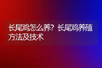 长尾鸡怎么养？长尾鸡养殖方法及技术