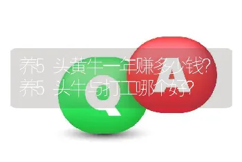 养5头黄牛一年赚多少钱？养5头牛与打工哪个好？