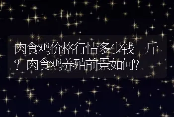 肉食鸡价格行情多少钱一斤？肉食鸡养殖前景如何？