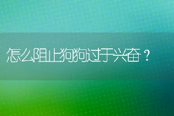 怎么阻止狗狗过于兴奋？