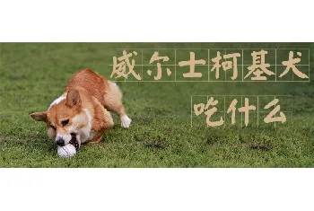 威尔士柯基犬吃什么