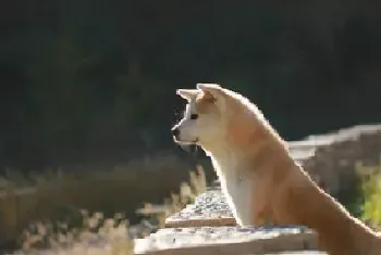 初养者选购秋田犬须知