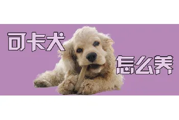 可卡犬怎么养