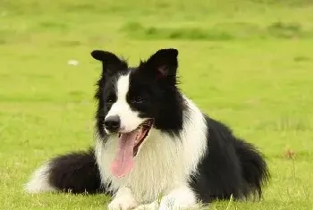 根据外表如何选购边境牧羊犬