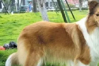 苏格兰牧羊犬中暑的症状及预防