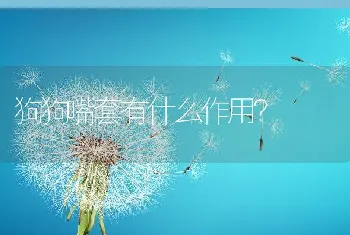 狗狗嘴套有什么作用？