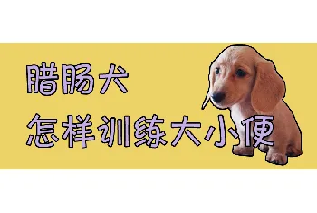 腊肠犬怎样训练大小便