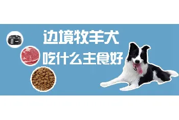 边境牧羊犬吃什么主食好