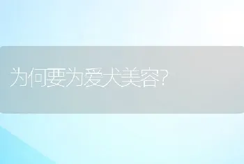 为何要为爱犬美容？