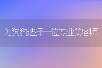 长毛与光毛型吉娃娃美容