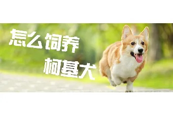 怎么饲养柯基犬