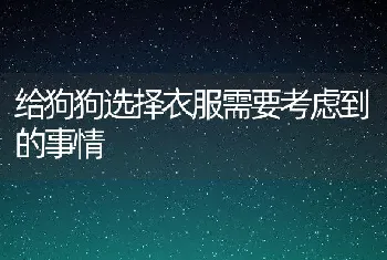 给狗狗选择衣服需要考虑到的事情