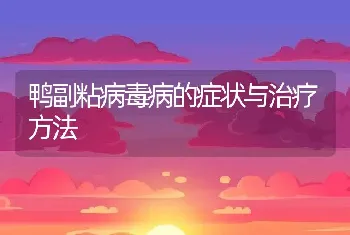 鸭副粘病毒病的症状与治疗方法