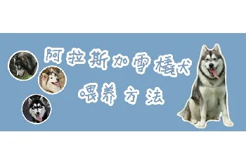 阿拉斯加雪橇犬喂养方法