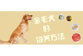 金毛犬的饲养方法