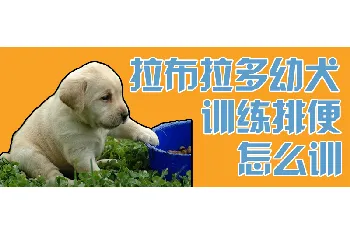 拉布拉多幼犬训练排便怎么训