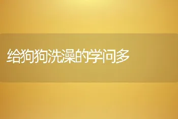 给狗狗洗澡的学问多