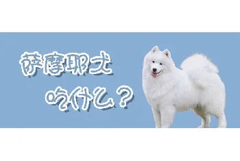 萨摩耶犬吃什么