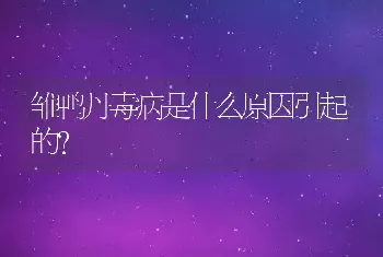 雏鸭丹毒病是什么原因引起的?