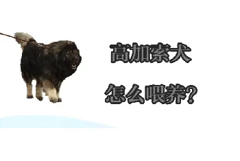 高加索犬怎么喂养