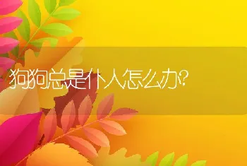 狗狗总是仆人怎么办?