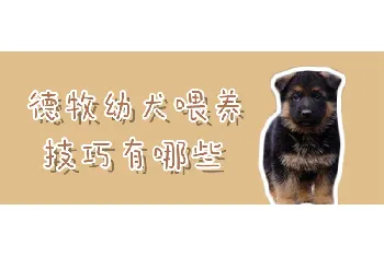 德牧幼犬喂养技巧有哪些