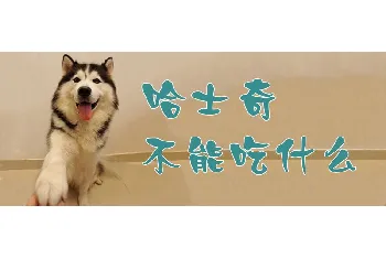 哈士奇不能吃什么