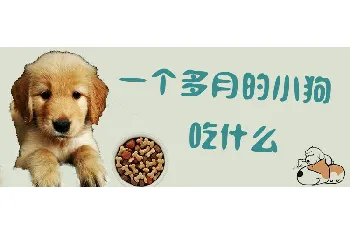 一个多月的小狗吃什么