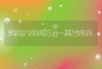 鹧鸪的疾病防治—其他疾病